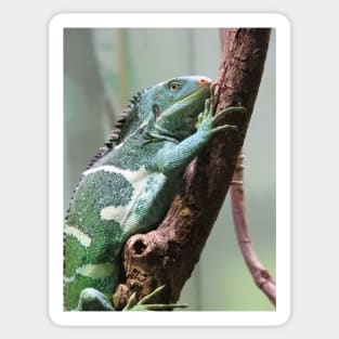 Fijian Crested Iguana Sticker